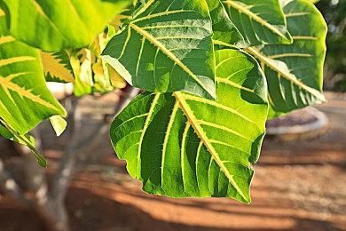 角川游戏《神之战》发售5周年 系列新作正在开发中